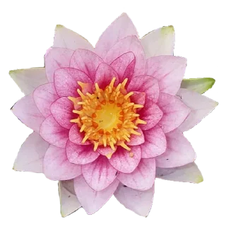 🌾-@Buddha_teaching, Telegram Sticker