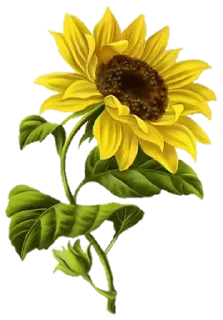 🌼-@Buddha_teaching, Telegram Sticker