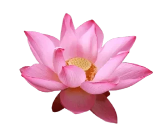 🌷-@Buddha_teaching, Telegram Sticker