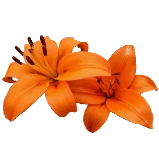 🌺-@Buddha_teaching, Telegram Sticker