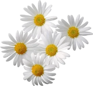 🌼-@Buddha_teaching, Telegram Sticker