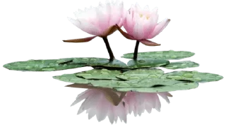🪷-@Buddha_teaching, Telegram Sticker