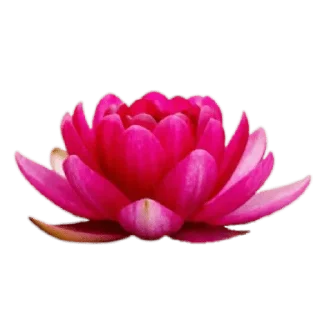 🌹-@Buddha_teaching, Telegram Sticker