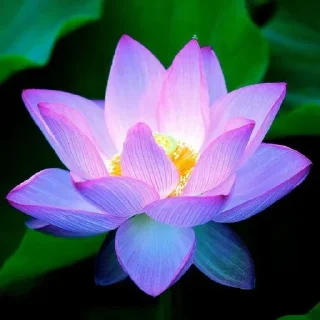 🌺-@Buddha_teaching, Telegram Sticker