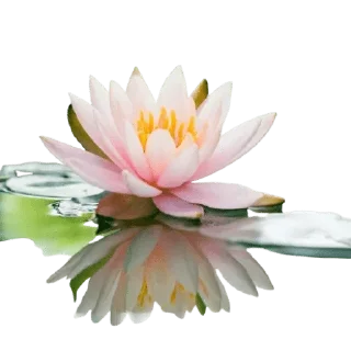 🌹-@Buddha_teaching, Telegram Sticker