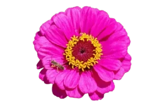 🌺-@Buddha_teaching, Telegram Sticker