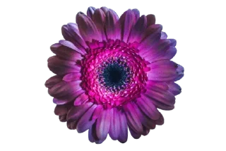 🌷-@Buddha_teaching, Telegram Sticker
