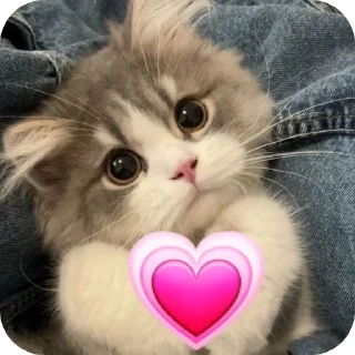 🐱-Butterfly @english_world_chatting, Telegram Sticker