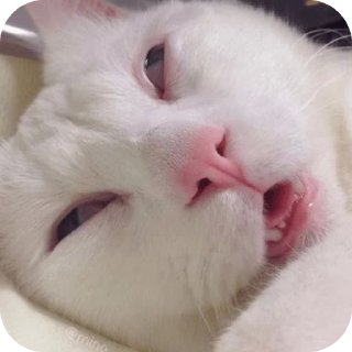 🐱-Butterfly @english_world_chatting, Telegram Sticker