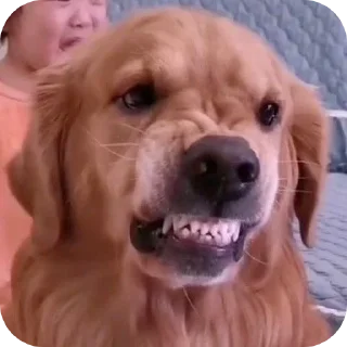 🐶-Butterfly @english_world_chatting, Telegram Sticker