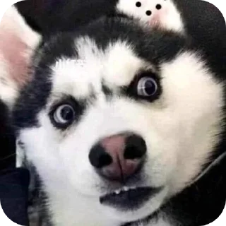 🐶-Butterfly @english_world_chatting, Telegram Sticker