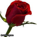 🌹-English Chatz, Telegram Sticker