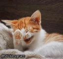😆-English Chatz, Telegram Sticker