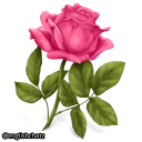 🌹-English Chatz, Telegram Sticker