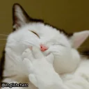 🙊-English Chatz, Telegram Sticker