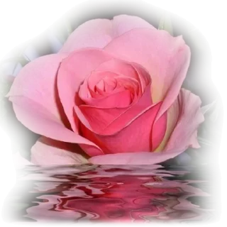 💐-@Breathe_Peace, Telegram Sticker