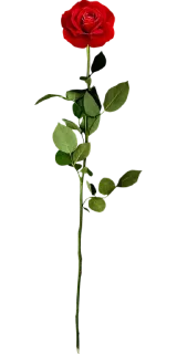 💐-@Breathe_Peace, Telegram Sticker