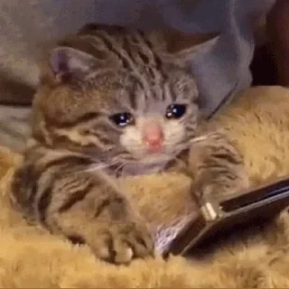 😢-Official @catchain, Telegram Sticker