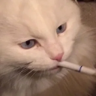 🚬-Official @catchain, Telegram Sticker