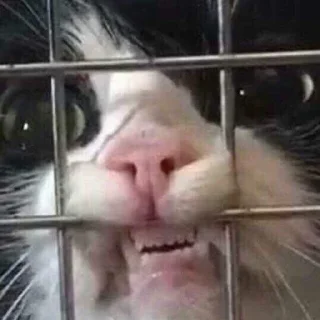 😬-Official @catchain, Telegram Sticker