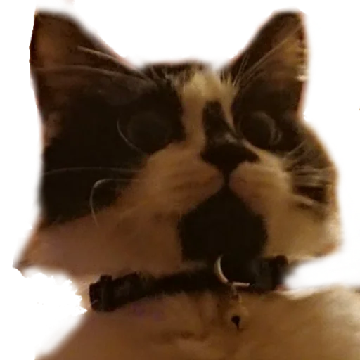 MilkaTheCat, telegram sticker