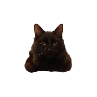 🍞-MilkaTheCat, Telegram Sticker