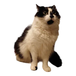 😧-MilkaTheCat, Telegram Sticker