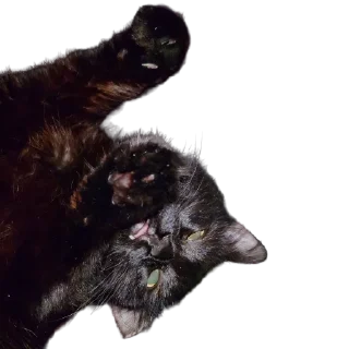 👅-MilkaTheCat, Telegram Sticker