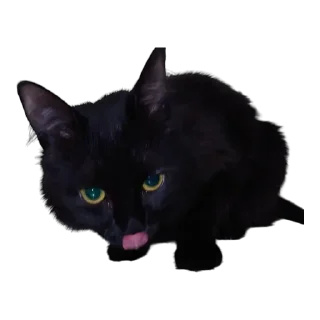😛-MilkaTheCat, Telegram Sticker