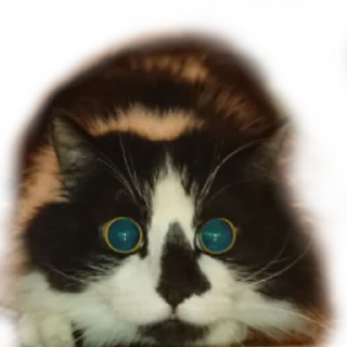 👀-MilkaTheCat, Telegram Sticker