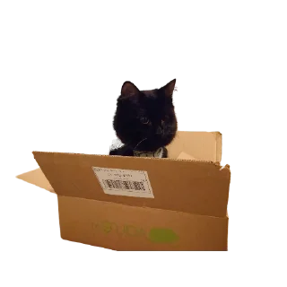 📦-MilkaTheCat, Telegram Sticker