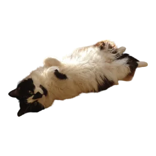🥖-MilkaTheCat, Telegram Sticker