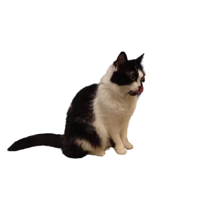 😛-MilkaTheCat, Telegram Sticker