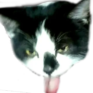 😝-MilkaTheCat, Telegram Sticker