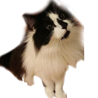 🙄-MilkaTheCat, Telegram Sticker