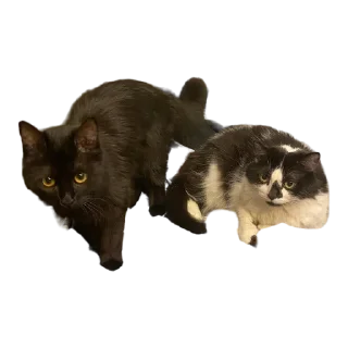 👯-MilkaTheCat, Telegram Sticker