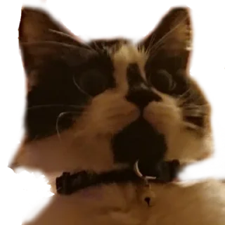 MilkaTheCat