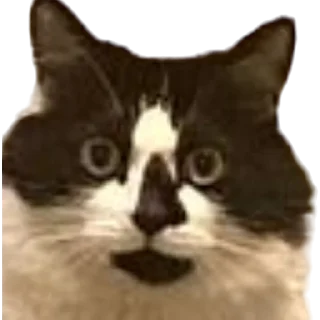 🤨-MilkaTheCat, Telegram Sticker