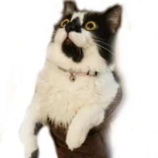 🌯-MilkaTheCat, Telegram Sticker
