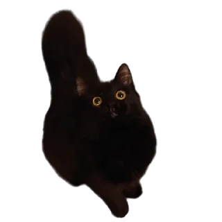 👁-MilkaTheCat, Telegram Sticker