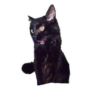🤪-MilkaTheCat, Telegram Sticker