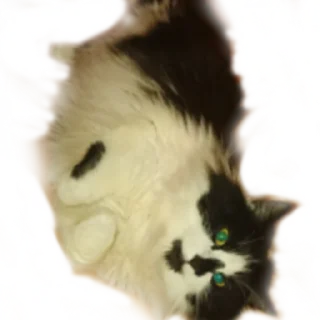 😼-MilkaTheCat, Telegram Sticker