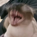 😡-kediler, Telegram Sticker