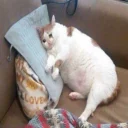 ☹️-kediler, Telegram Sticker