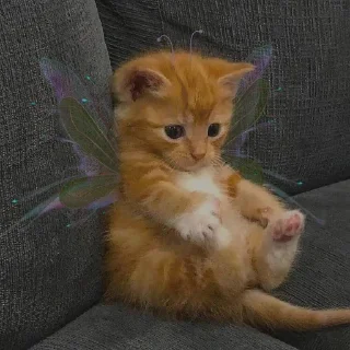 🧚‍♀️-kediler, Telegram Sticker
