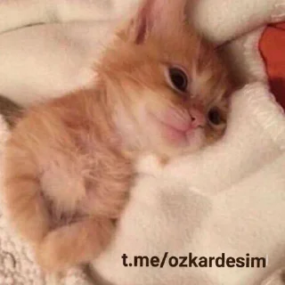 🥺-kediler, Telegram Sticker