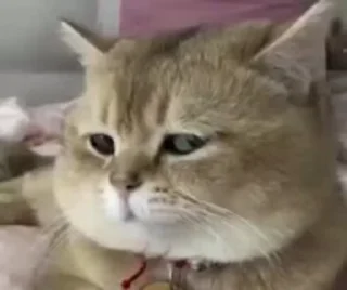 😂-@asterrrrrrrrrrrrrrrrr Vol. 1 (Video), Telegram Sticker