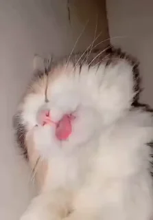 😂-@asterrrrrrrrrrrrrrrrr Vol. 1 (Video), Telegram Sticker