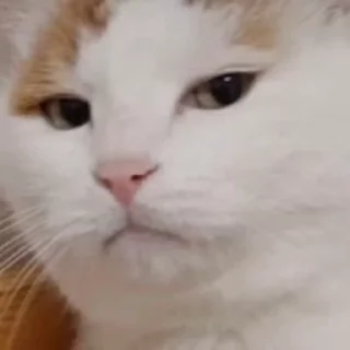 😂-@asterrrrrrrrrrrrrrrrr Vol. 1 (Video), Telegram Sticker