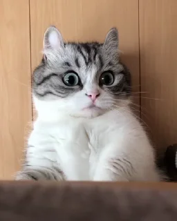 😂-@VloneAsf Vol. 1 (Video), Telegram Sticker